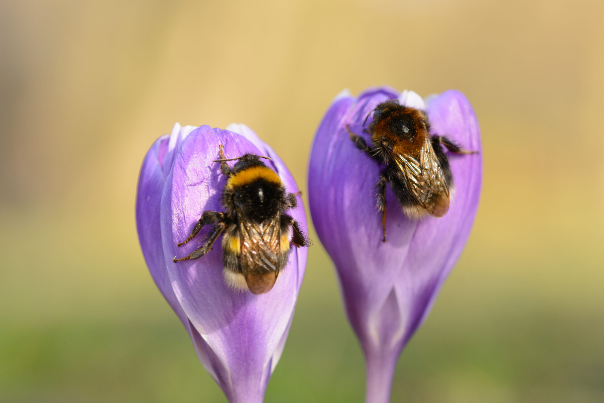 Twee hommels op paarse krokusbloemen tegen een wazige achtergrond.