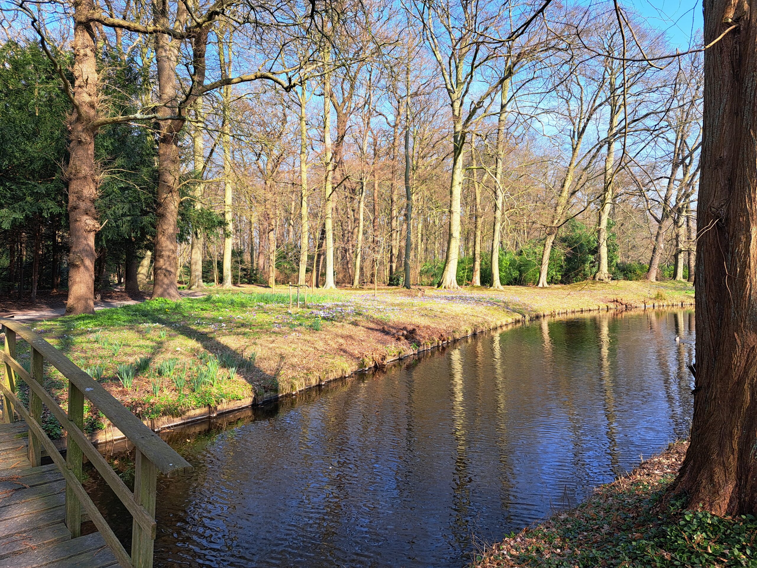 Een serene bosrijke omgeving met een meanderende beek en een houten brug.