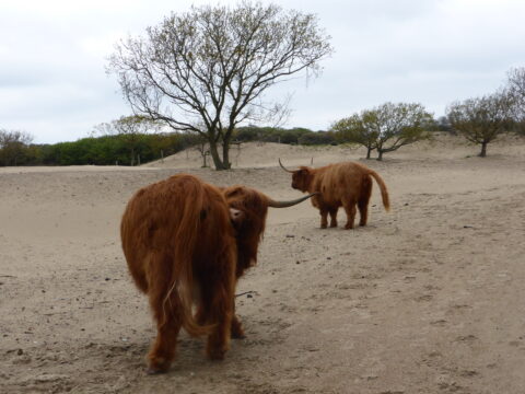 Twee hooglanders in een zandvlakte met verspreide bomen.