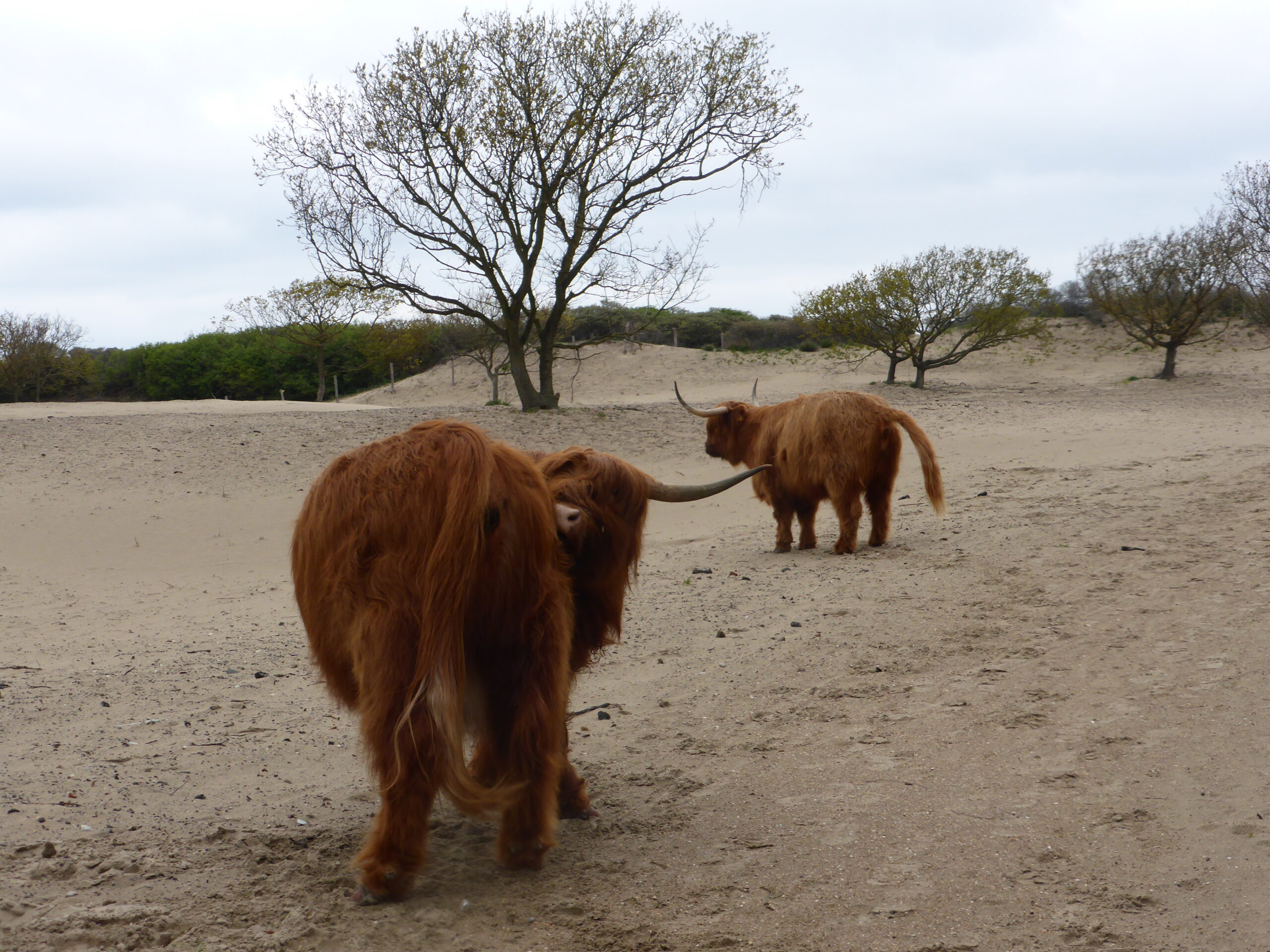 Twee hooglanders in een zandvlakte met verspreide bomen.