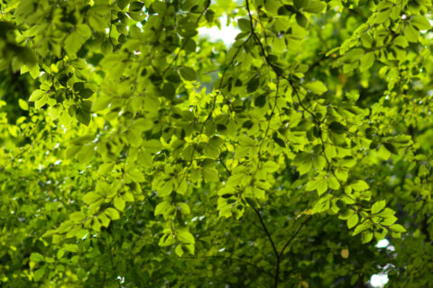 Groene, dichtbegroeide boomtakken met zonlicht dat door de bladeren schijnt.