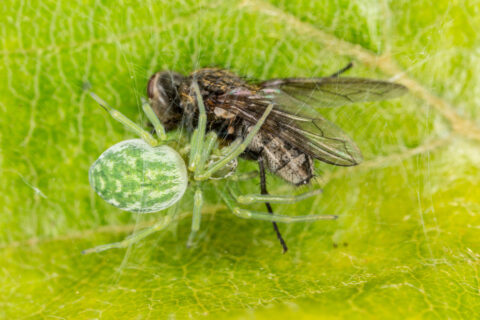 Groene spin vangt een vlieg op een felgroen blad; close-up van de natuurlijke predatie.