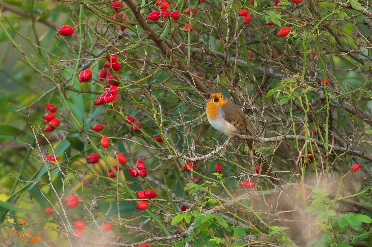 Roodborstje zingt in een struik met felrode bessen en groene bladeren.