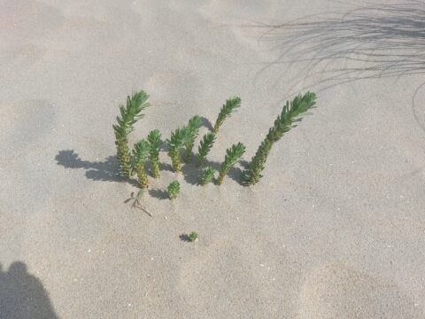Groene plantjes groeien uit zandige ondergrond onder fel zonlicht. Schatten zijn zichtbaar.