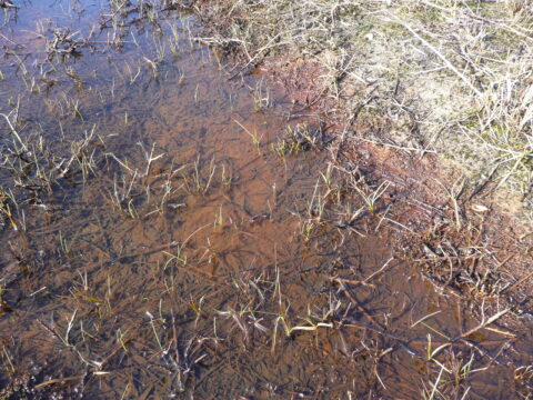 Ondiepe plas met gras en droog gras aan de rand.