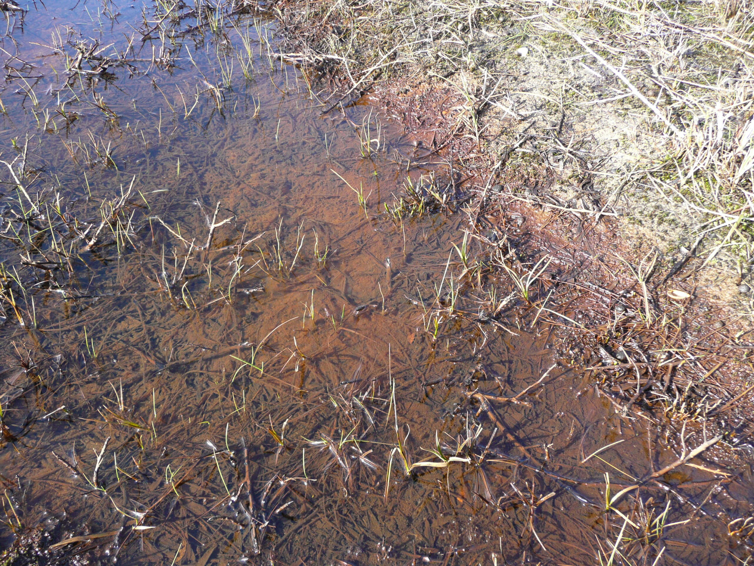 Ondiepe plas met gras en droog gras aan de rand.