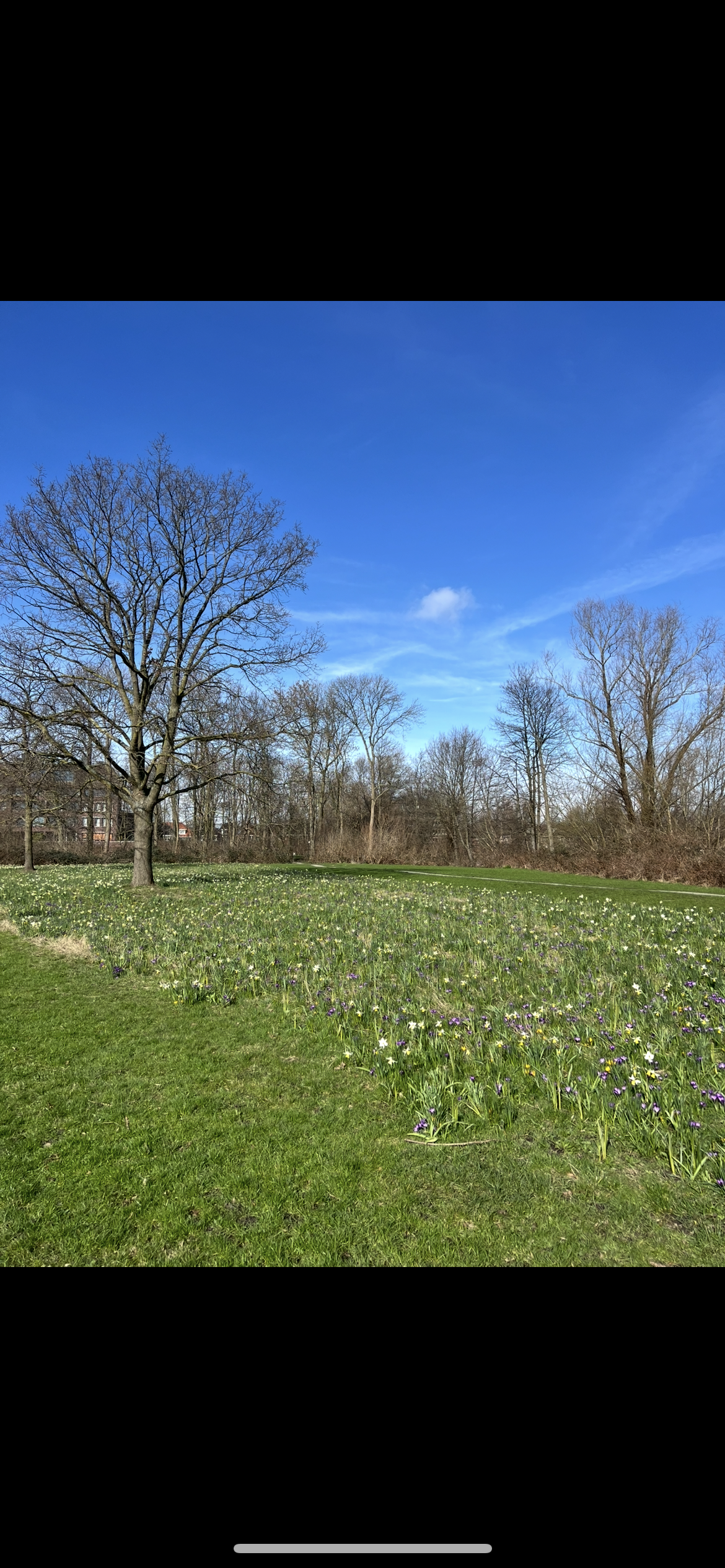 Groen veld met bloemen, kale bomen, en een helderblauwe lucht op een zonnige dag.
