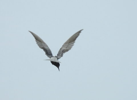 Een vogel zweeft in de lucht met gestrekte vleugels tegen een heldere hemel.