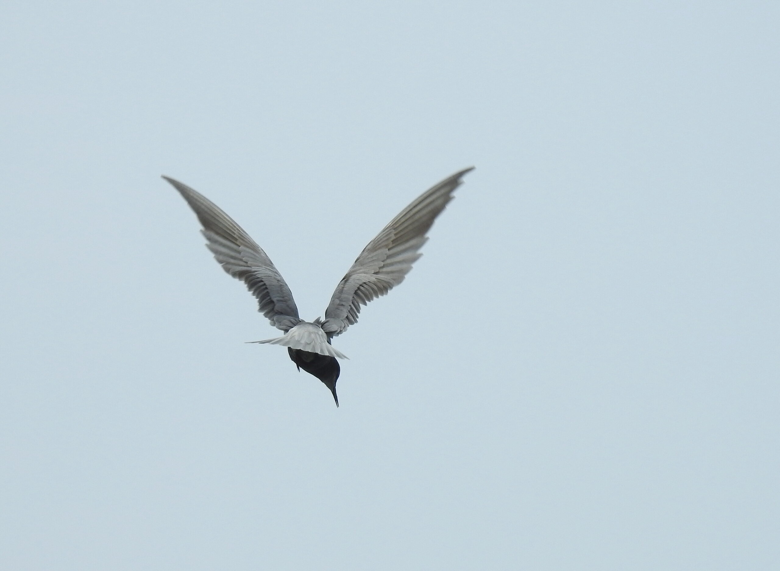 Een vogel zweeft in de lucht met gestrekte vleugels tegen een heldere hemel.