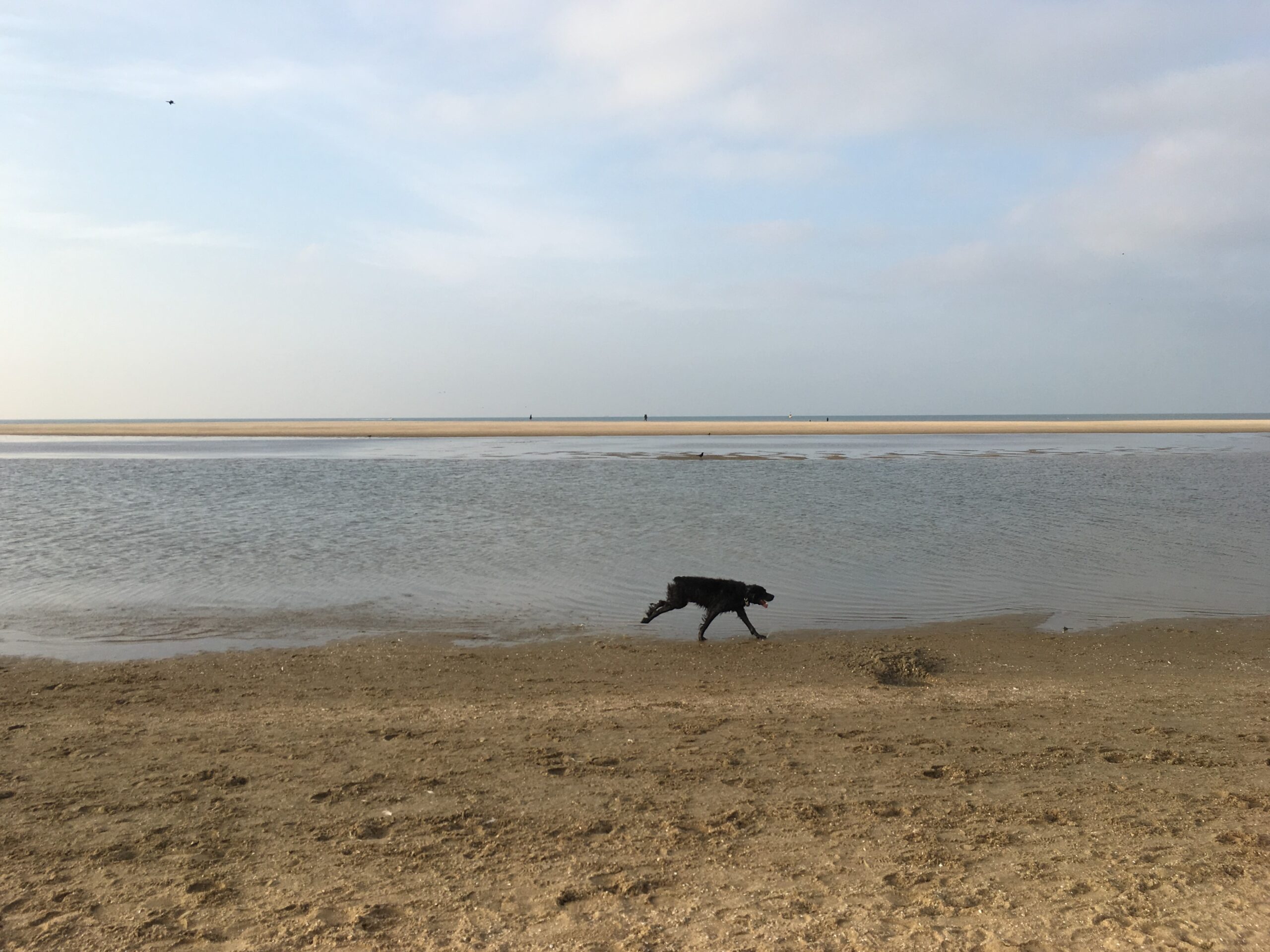 Hond rent op het strand langs een brede waterpartij, met zand en zee onder een bewolkte lucht.