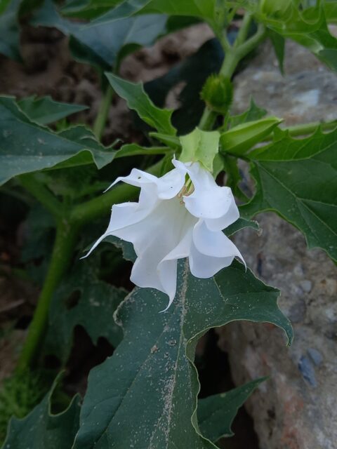 Witte bloem met gekrulde bloemblaadjes en donkergroene, getande bladeren op een steenachtige ondergrond.