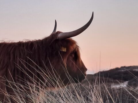 Schotse hooglander zijaanzicht bij zonsondergang, omgeven door gras en heuvels.