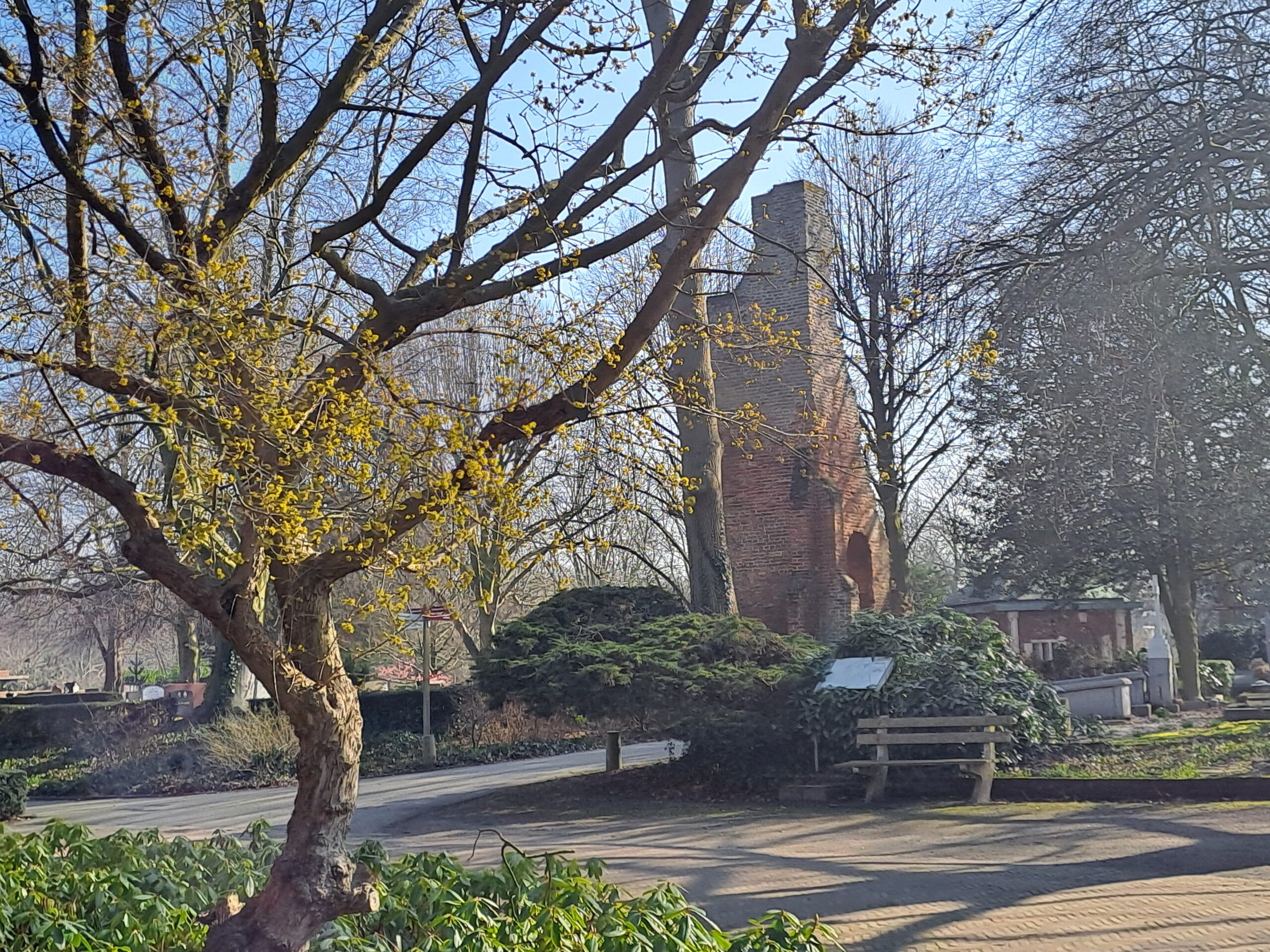 Boom met gele bloesem naast oude bakstenen ruïne, omgeven door groene struiken en wandelpad.