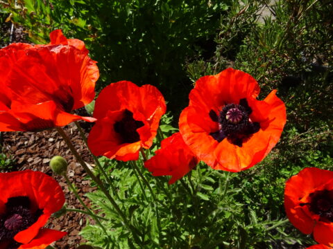 Rode klaprozen in bloei tegen een achtergrond van groen bladerdek en mulch.