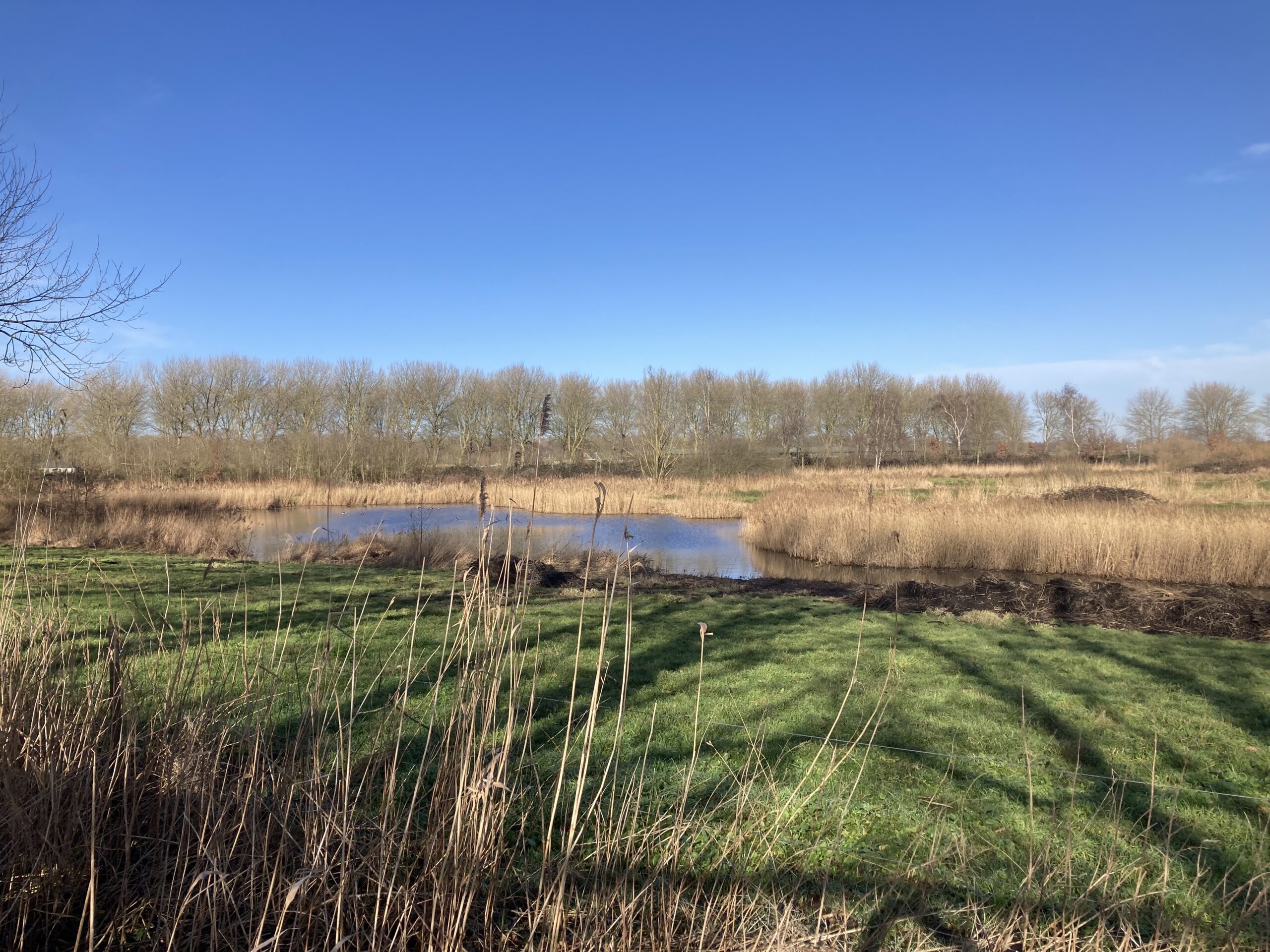 Meer met riet en grasveld onder een blauwe hemel, omringd door kale bomen.