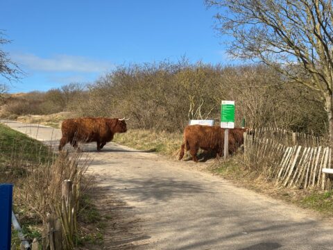 Schotse hooglanders op een pad in een natuurgebied met hek en infobord.