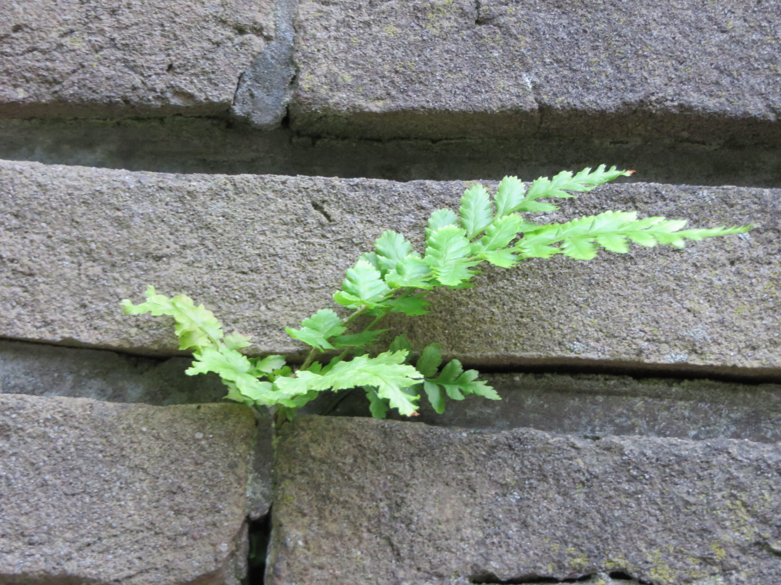 Kleine groene varen groeit tussen stenen bakstenen muur.