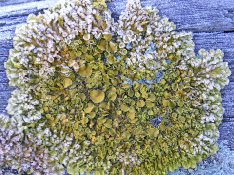 Groen- en gele korstmos groeit op verweerd hout, met korrelige en schijfvormige structuren.