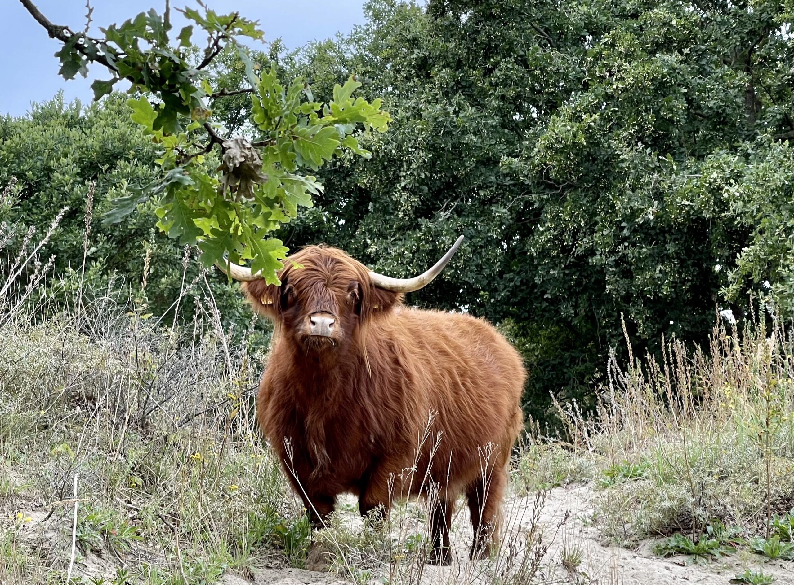 Hooglander staart naar camera in groene omgeving met bomen en gras.