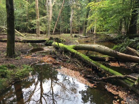 Boslandschap met beek, omgevallen boomstammen bedekt met mos en herfstbladeren op de grond.