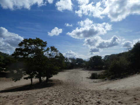 Zandduinen met bomen onder een blauwe lucht met verspreide wolken.