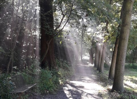 Bos met bomen, zonnestralen schijnen door het bladerdak op een pad met bankje.