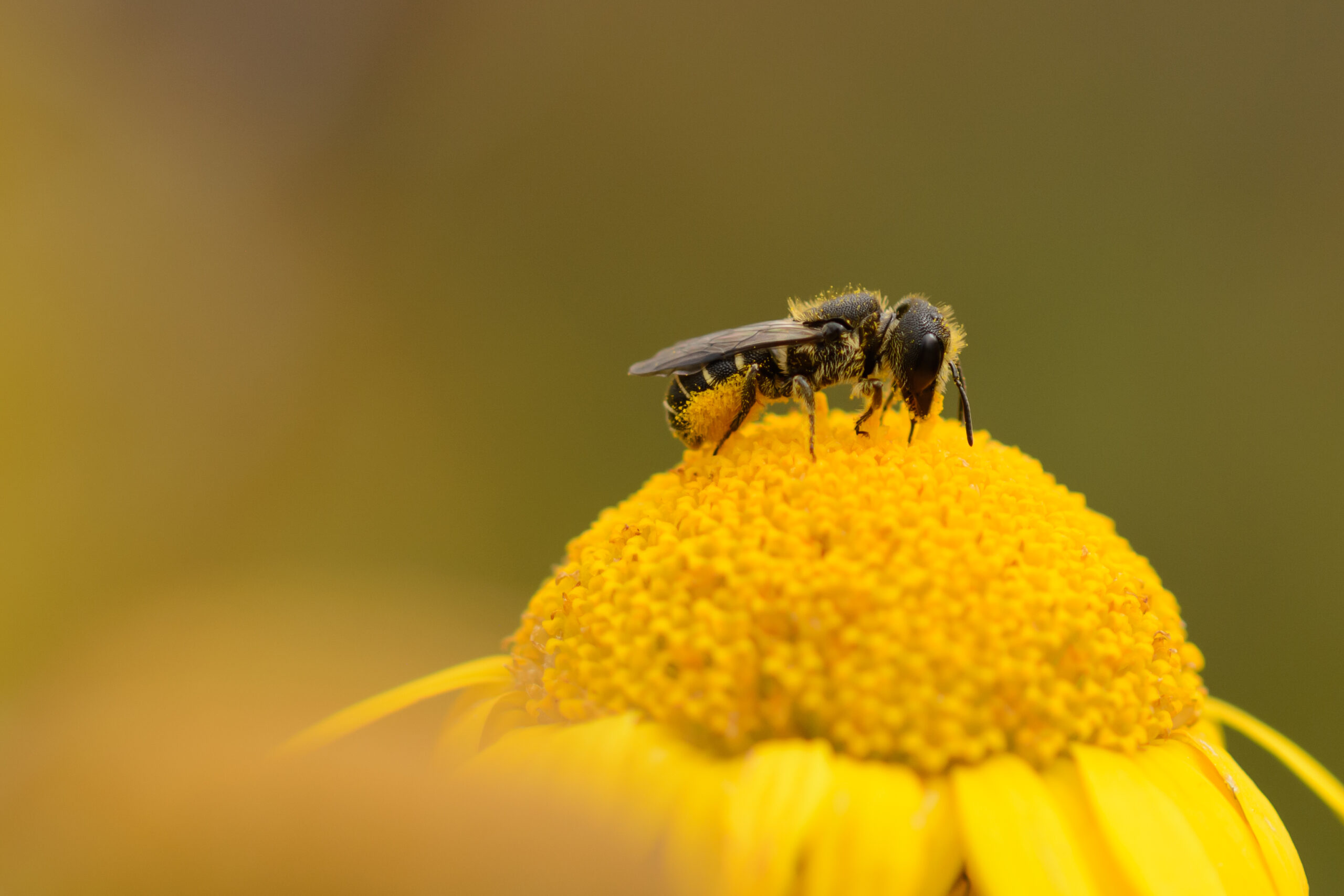 Bij op een gele bloemknop met waas van stuifmeel, tegen een wazige achtergrond.
