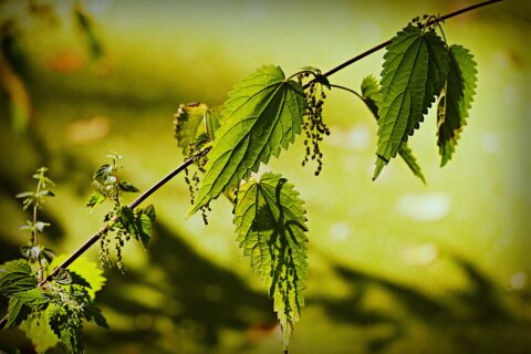 Een groene brandneteltak met bladeren en bloemen tegen een onscherpe, lichte achtergrond.