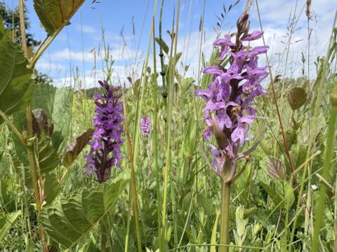 Paarse wilde orchideeën in een groene weide onder een blauwe lucht met witte wolken.