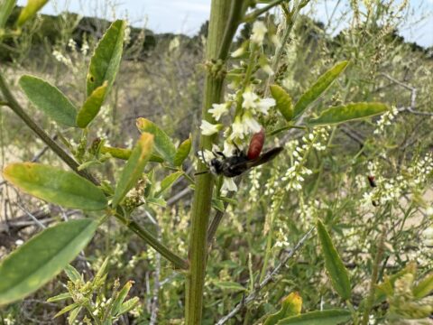 Een insect bezoekt witte bloemen op een groene plant in een natuurlijke omgeving.