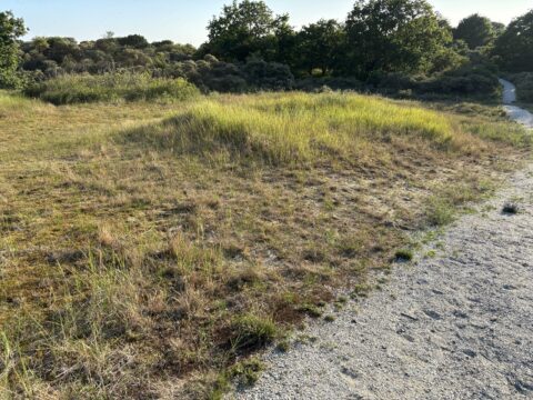 Zandpad naast grasrijke duinen en bomen onder een heldere lucht.