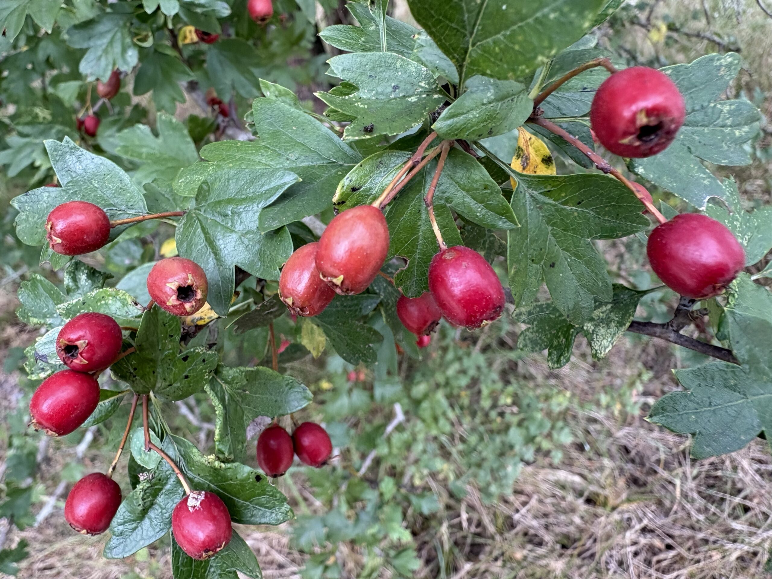 Tak met rode bessen en groene bladeren, tegen een achtergrond van gras en planten.