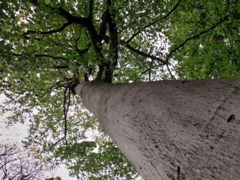 Blik omhoog langs de stam van een hoge boom met groene bladeren.