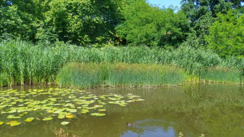 Vijver met waterlelies, omgeven door riet en bomen; een eend zwemt op het wateroppervlak.