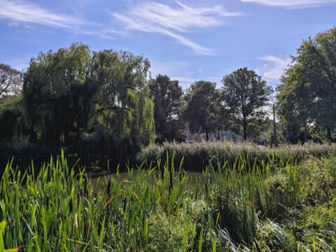 Riet en wilgen langs een waterkant met bomen en gebouwen op de achtergrond onder een blauwe lucht.