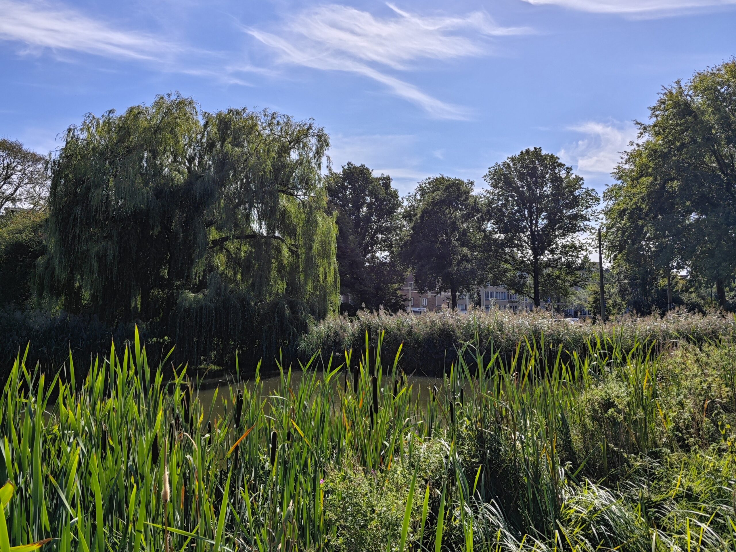 Riet en wilgen langs een waterkant met bomen en gebouwen op de achtergrond onder een blauwe lucht.