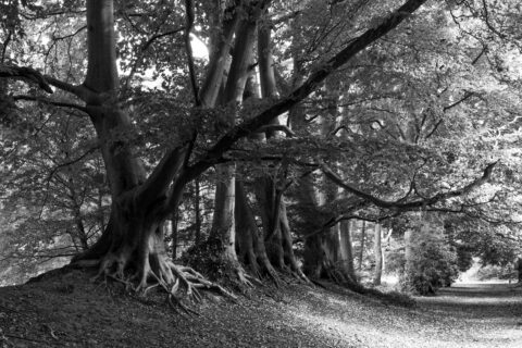 Zwart-wit foto van een bebost pad met grote bomen en uitgespreide wortels in Backershagen