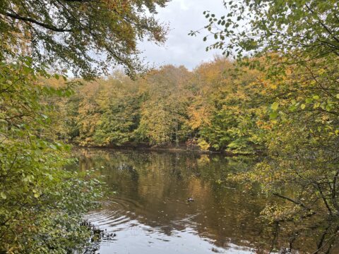 Herfstbos met kleurrijk gebladerte rond een rustige vijver met eendjes.