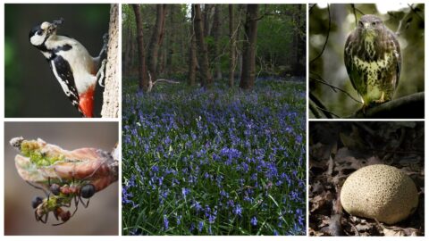 Specht op boom, blauwe bloemen in bos, roofvogel op tak, mieren op knop, en ronde paddenstoel.