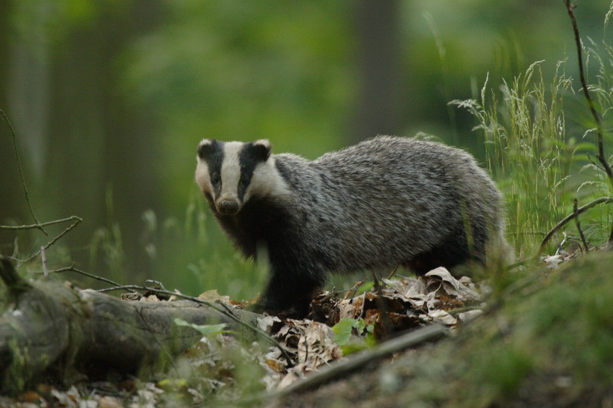 Zoogdieren