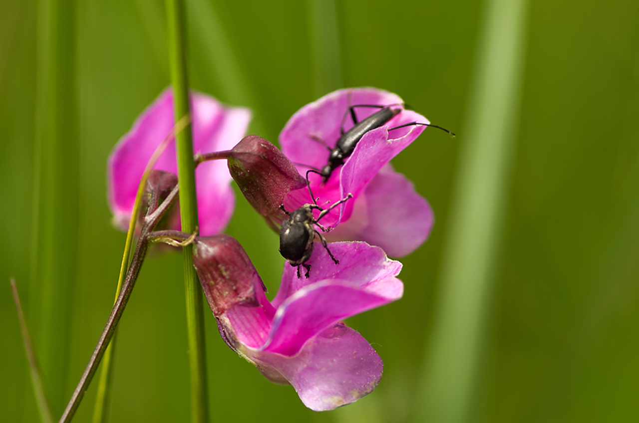 Safe the date: Insectenmiddag op 19 augustus