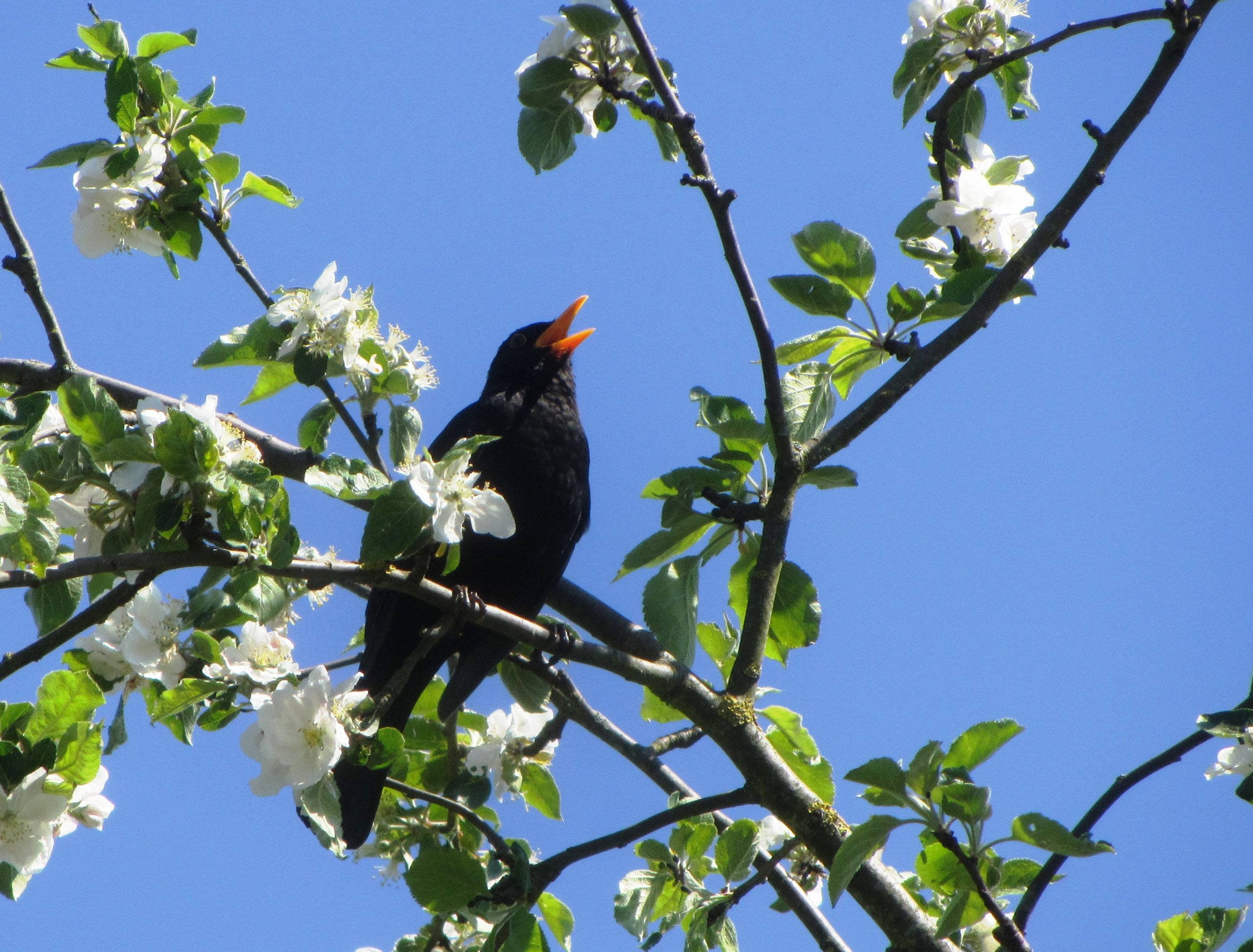 Het usutuvirus in vogelvlucht