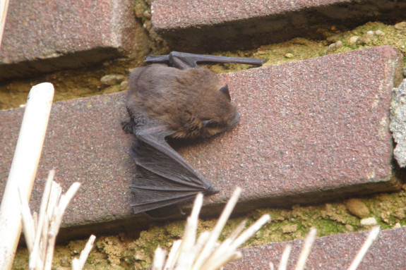 vleermuis