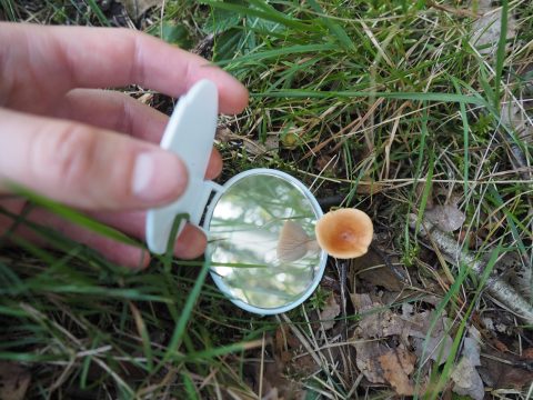 Kom met IVN Deventer speuren naar paddenstoelen!