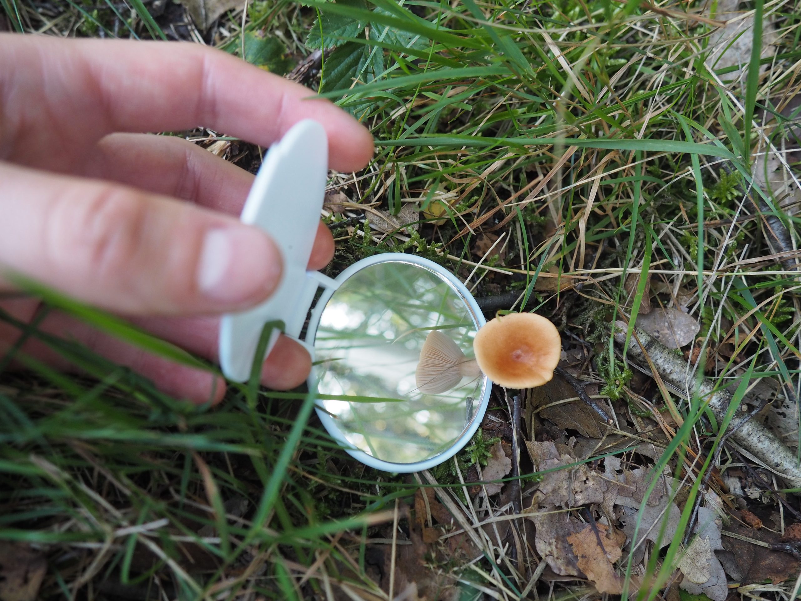 Kom met IVN Deventer speuren naar paddenstoelen!
