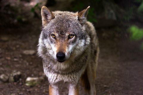 De wolf is gevaarlijk voor de mens. Feit of fabel?