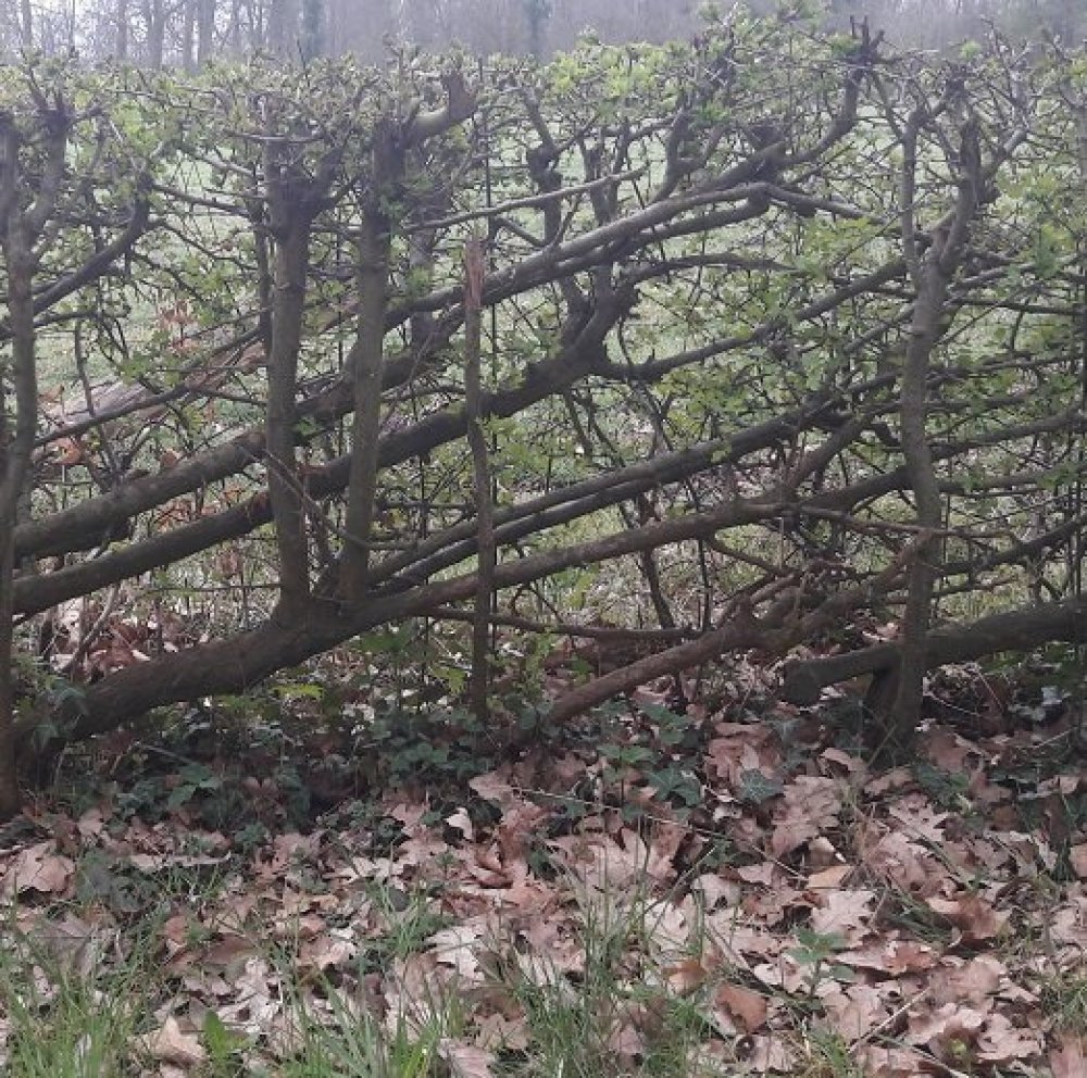 Een gevlochten heg met groene bladeren, omgeven door gras en droge bladeren.