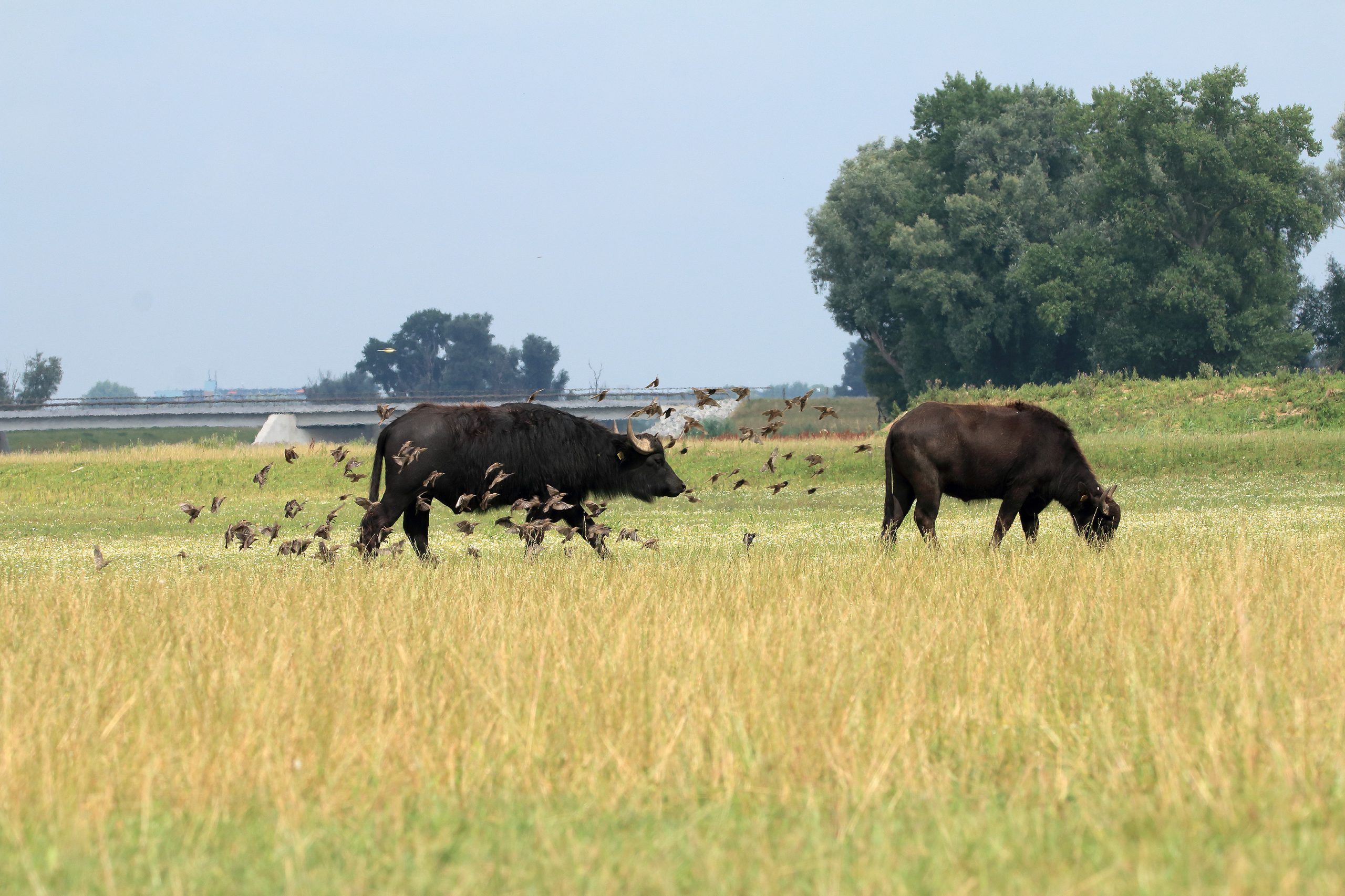 waterbuffels in de uiterwaarden