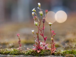 wandeling binnenstad Deventer