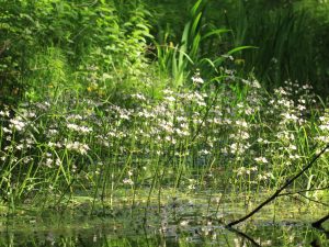 wandeling deventer buitengebied